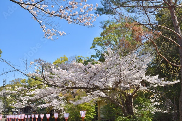 Obraz 岩清水八幡宮の桜