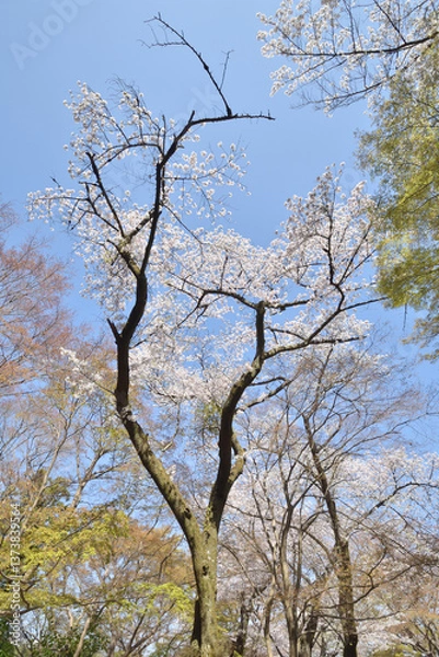Obraz 岩清水八幡宮の桜