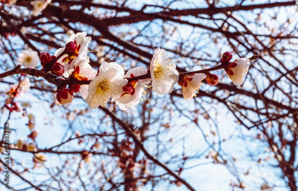 Obraz 本庄運動公園　梅の花5ｰ124