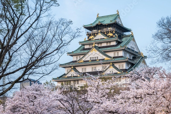Fototapeta Cherry blossoms in full bloom frame Osaka Castle. The castle's green roof and stone walls stand in contrast to the delicate pink and white flowers