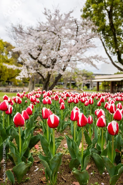 Fototapeta A vibrant display of red and white stripped tulips thrives amidst a backdrop of blooming cherry trees at Expo '70 Commemorative Park in Osaka, Japan. 