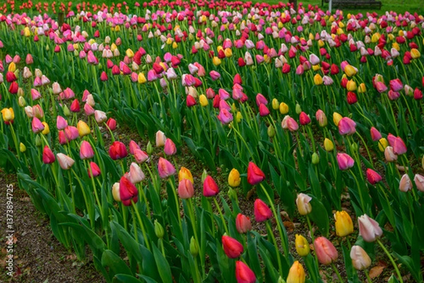 Fototapeta A field of vibrant multi-color tulips at Expo '70 Commemorative Park in Osaka, Japan. 