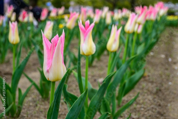 Fototapeta Pink and white lady tulips bloom in neat rows at Expo '70 Commemorative Park in Osaka, Japan. A testament to Japan's horticultural prowess and the legacy of the worlds fair.