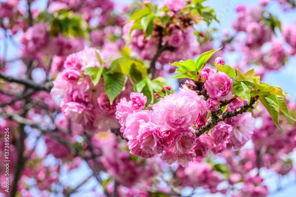 Fototapeta Closeup of delicate, light pink cherry blossoms in full bloom in Osaka, Japan. Ohtemari variety of cherry blossom trees have a big ball of flowers with many petals clustered together. 
