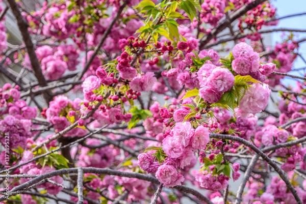 Fototapeta A stunning display of cherry blossoms, symbolic of spring in Japan. Ohtemari variety of cherry blossom trees have a big ball of flowers with many petals clustered together.