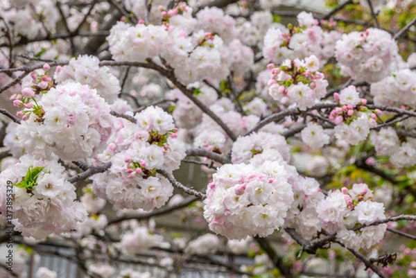 Fototapeta Image showcases profuse, delicate pink and white cherry blossoms. Ohtemari variety of cherry blossom trees have a big ball of flowers with many petals clustered together.