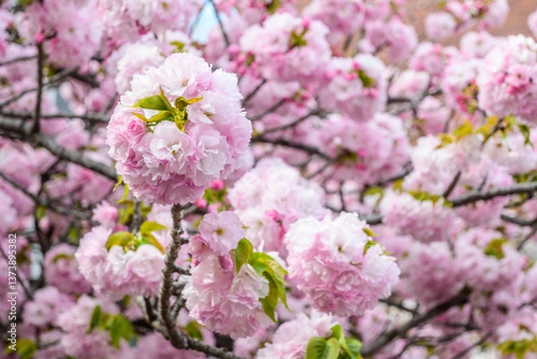 Fototapeta Closeup of delicate, densely packed cherry blossom clusters. Ohtemari variety of cherry blossom trees have a big ball of flowers with many petals clustered together.
