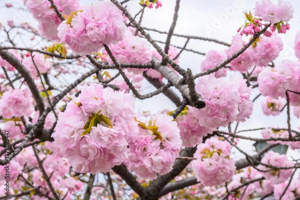 Fototapeta Closeup of delicate pink cherry blossoms, symbolic of spring in Japan. Ohtemari variety of cherry blossom trees have a big ball of flowers with many petals clustered together.