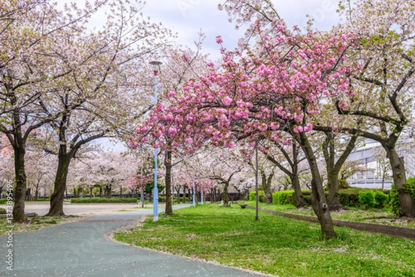 Fototapeta Pink and white cherry blossoms in full bloom line a park path in Osaka, Japan. Hanami, the tradition of cherry blossom viewing, is a beloved springtime event in Japan, symbolizing renewal and beauty.