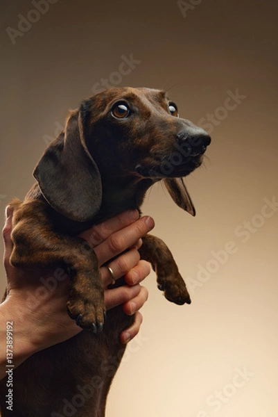 Obraz dachshund portrait in hands of owner. dog studio portrait