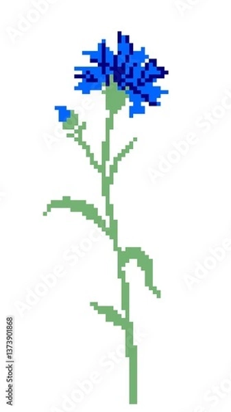 Obraz Cornflower wildflower isolated on white background. Pixel art. Pattern for knitting, embroidery and children's creativity