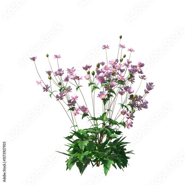 Obraz Anemone hupehensis, Anemone x hybrida, Japanese anemone, evergreen, small tree, bush, light for daylight, easy to use, 3d render, isolated