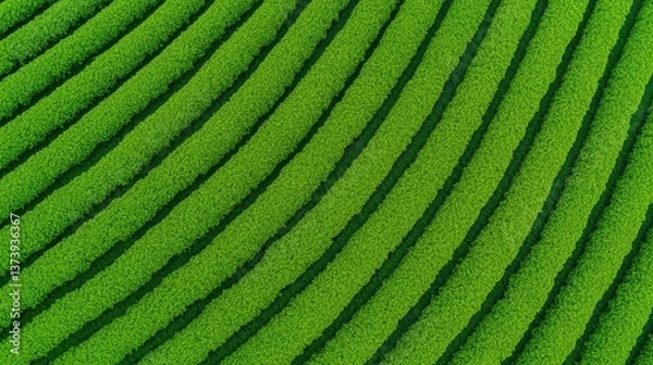 Fototapeta Aerial View of Lush Green Tea Plantation, Rows of vibrant green tea plants from above.