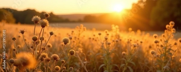 Fototapeta Dry wildflower and grass meadow under warm golden hour sunlight, creating a tranquil autumn field background, with panoramic countryside views,  countryside,  warm