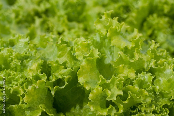 Obraz abstract Background green leafy vegetables. lettuce.