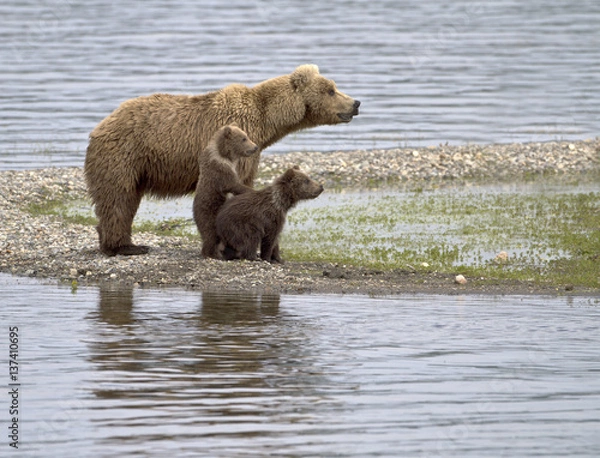 Obraz Let Me See - A grizzly bear cub stands up to get a better look at what has the family's attention in Katmai National Park, Alaska.