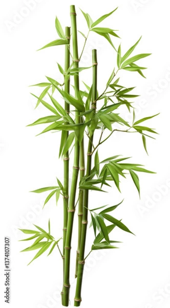 Fototapeta Isolated Green Bamboo on transparent background