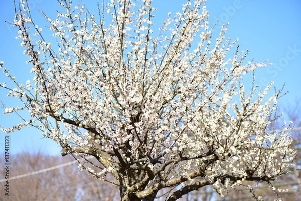 Fototapeta 梅の花