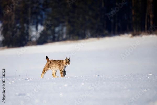 Obraz Lynx at frosty sunrise. Young Eurasian lynx, Lynx lynx, walks on snowy meadow in cold morning. Cute wild cat. Winter nature. Beast of prey in natural habitat. Beautiful animal with spotted orange fur.