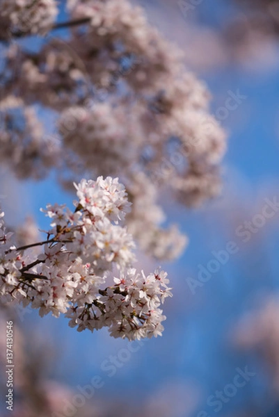 Fototapeta blooming cherry tree in spring