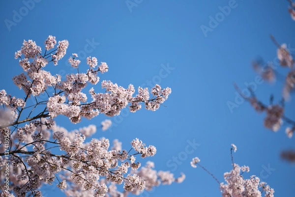 Fototapeta blooming cherry tree in spring