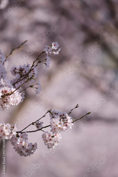 Obraz cherry blossom in spring