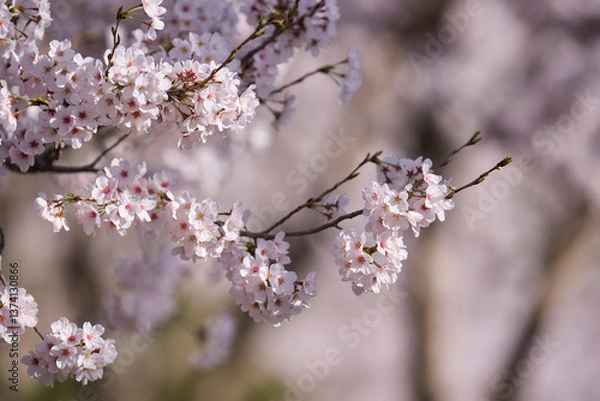 Obraz cherry blossom in spring