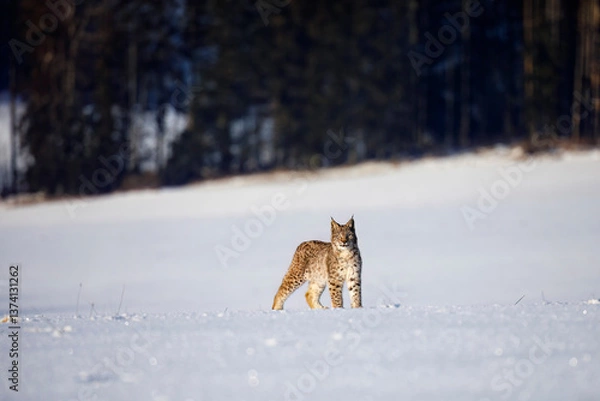 Obraz Lynx at frosty sunrise. Young Eurasian lynx, Lynx lynx, walks on snowy meadow in cold morning. Cute wild cat. Winter nature. Beast of prey in natural habitat. Beautiful animal with spotted orange fur.