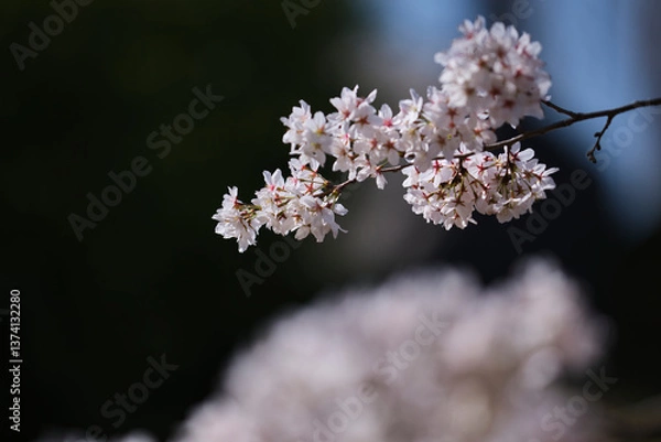 Obraz blooming cherry tree