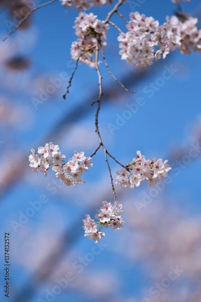 Obraz cherry blossom in spring