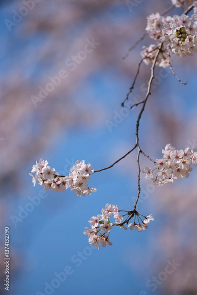 Obraz cherry blossom in spring