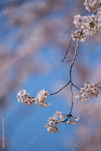 Obraz cherry blossom in spring