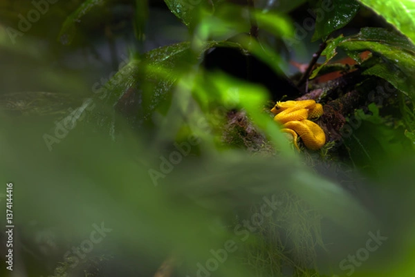 Fototapeta Bothriechis schlegelii, known commonly as the highland eyelash-pitviper or Schlegel's eyelash-pitviper, a young one lying in dense tropical jungle vegetation.