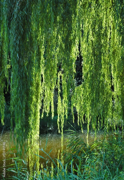 Obraz Weeping willow