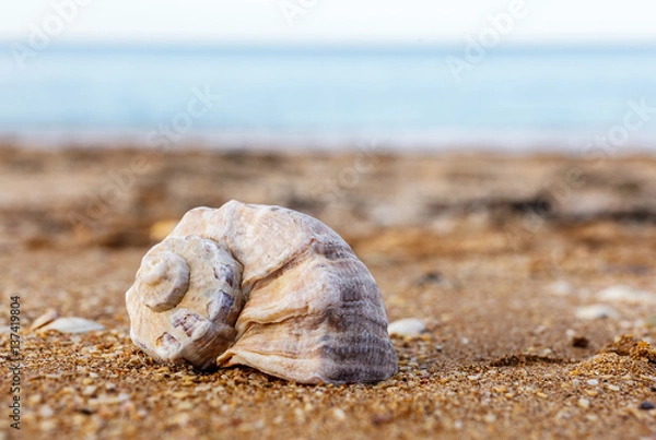 Obraz Shell Rapana against the sea