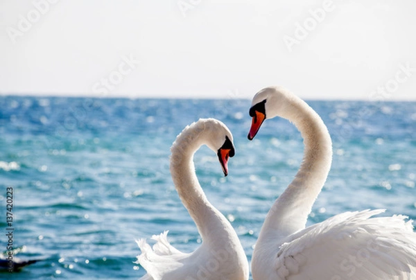 Obraz Swan couple
