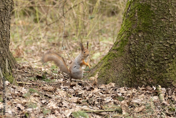 Obraz A young red squirrel looks interestedly at its habitat