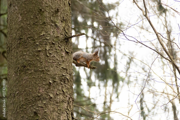 Obraz A young red squirrel looks interestedly at its habitat