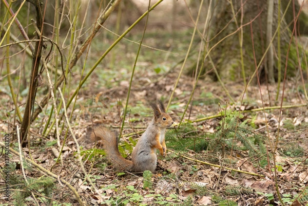 Obraz A young red squirrel looks interestedly at its habitat