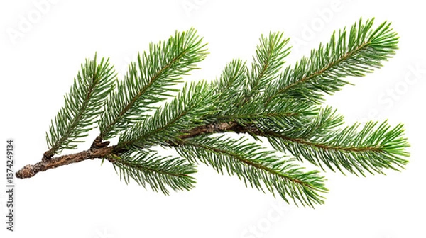 Fototapeta Evergreen Branch's Serenity: A detailed view of a vibrant evergreen branch, exuding a fresh and natural aesthetic, capturing the essence of serene simplicity.