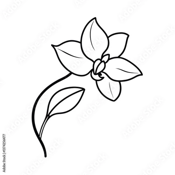Fototapeta Elegant Line Drawing of a Single Delicate Orchid Flower