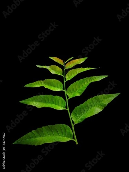 Obraz "Gentle nature makes you feel comfortable."