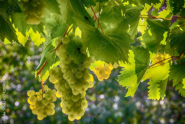 Obraz Vor der Weinernte
