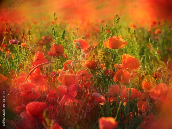 Obraz Wildflower Meadow full of Red Poppies, selective focus, multiple exposure	