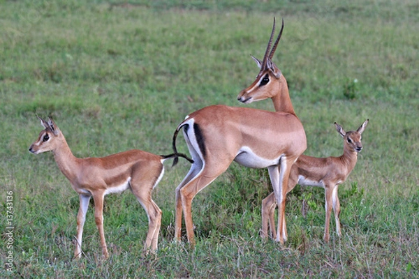 Obraz grant gazelle twins