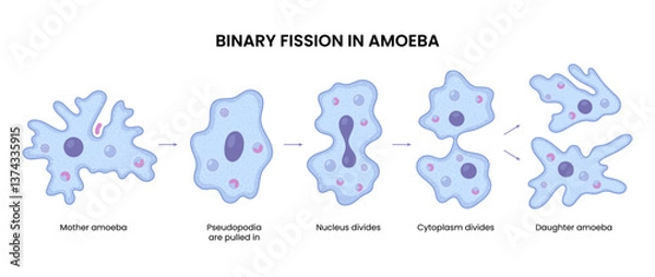 Fototapeta Vector illustration of an amoeba undergoing binary fission, demonstrating cellular division in biology. Ideal for educational and scientific purposes.
