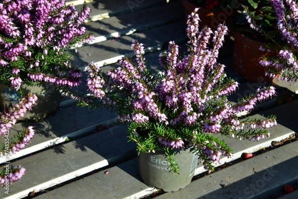 Obraz Heather in the flowerpot on the stairs in a garden in Prague.