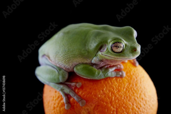 Obraz White's tree frog
