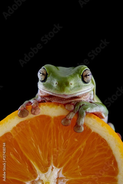 Obraz White's tree frog