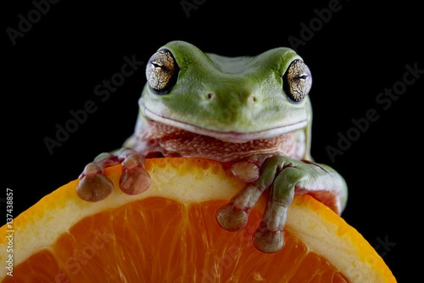Obraz White's tree frog